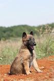 MALINOIS 321